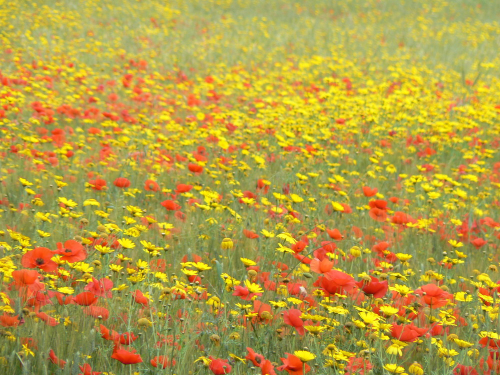 Giallo e rosso