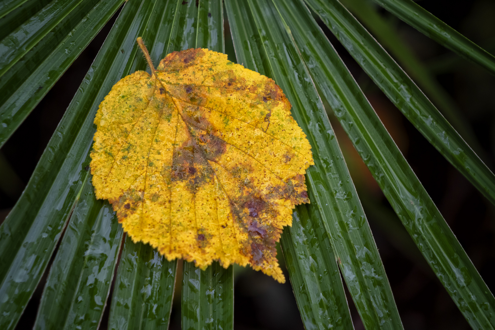 Giallo e verde