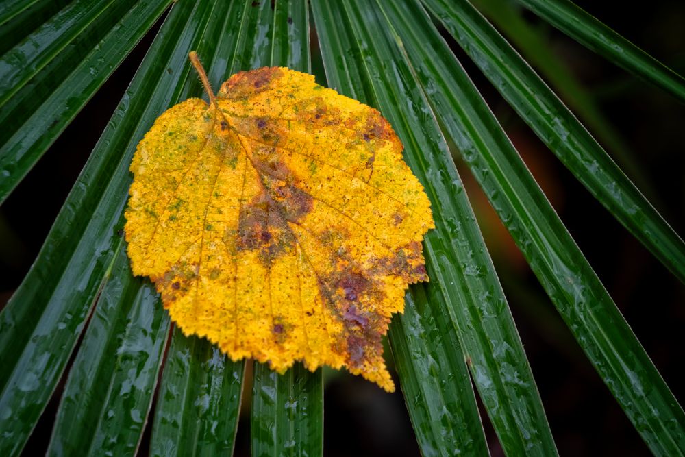 Giallo e verde