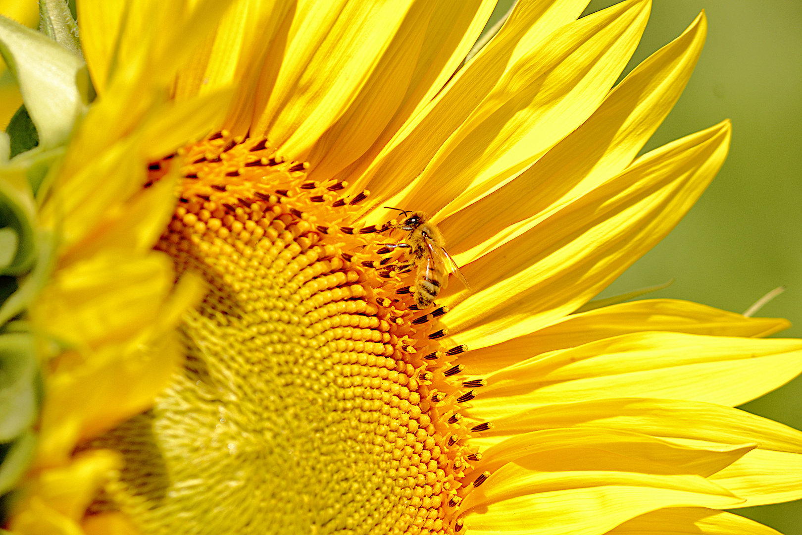 Giallo girasole