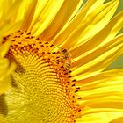 Giallo girasole