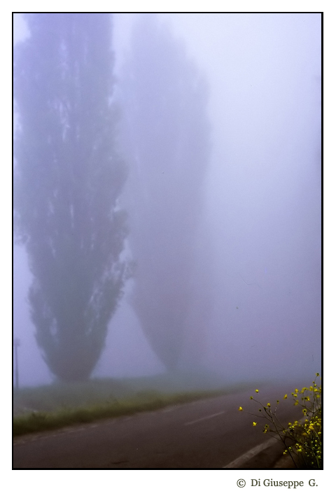 Giallo nebbia