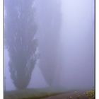 Giallo nebbia