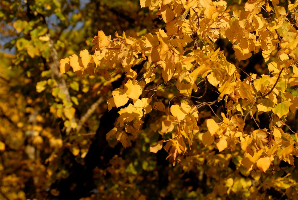 Giallo nel parco