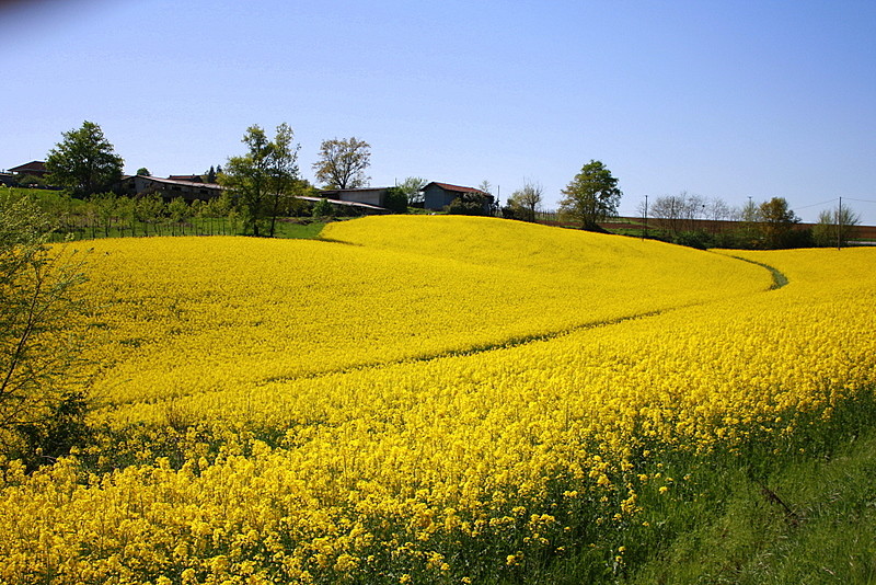 Giallo oro