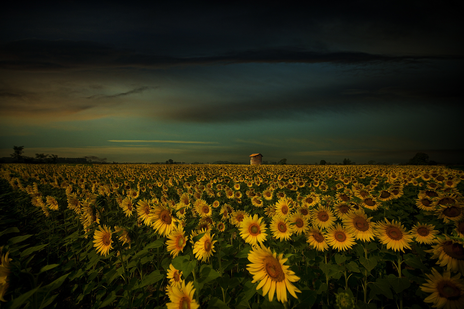 GIALLO PER UN SORRISO...