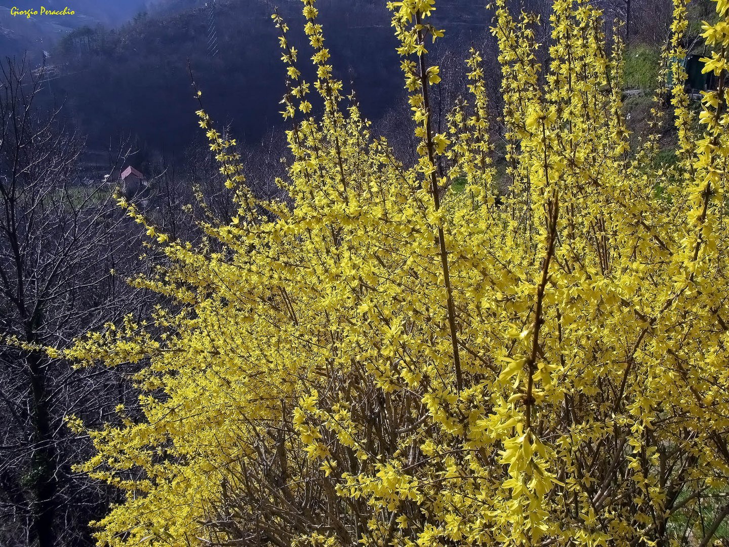 Giallo Primavera