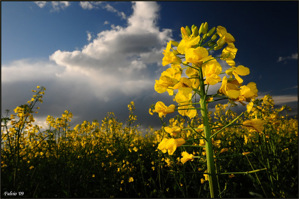 giallo ravizzone