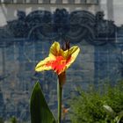 Giallo rosso e Azulejo