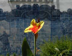 Giallo rosso e Azulejo