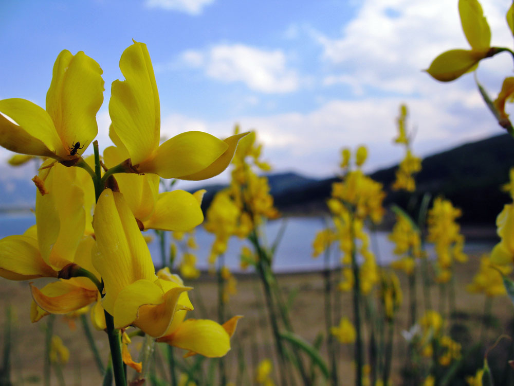 Giallo sinistro