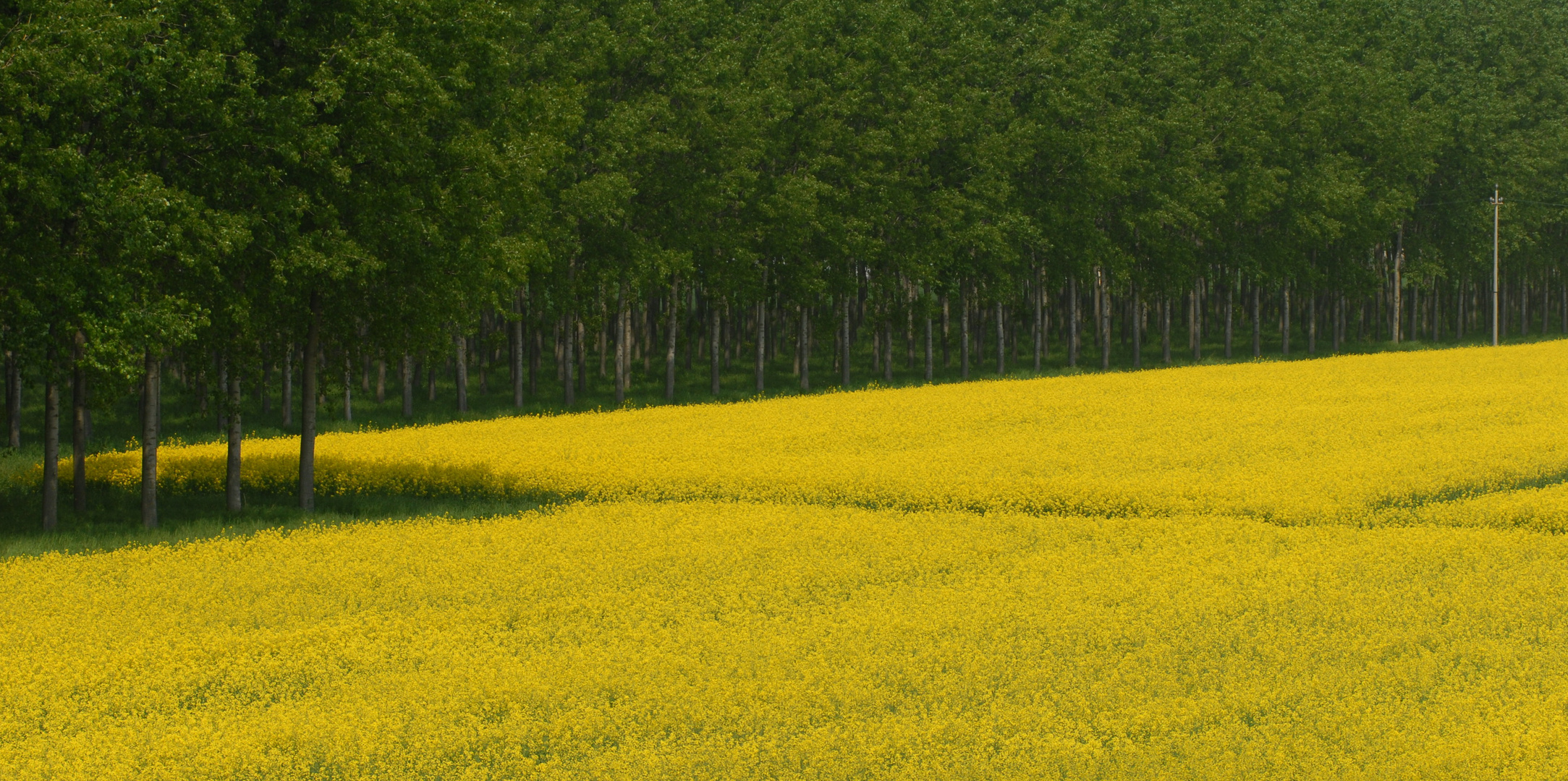 giallo & verde