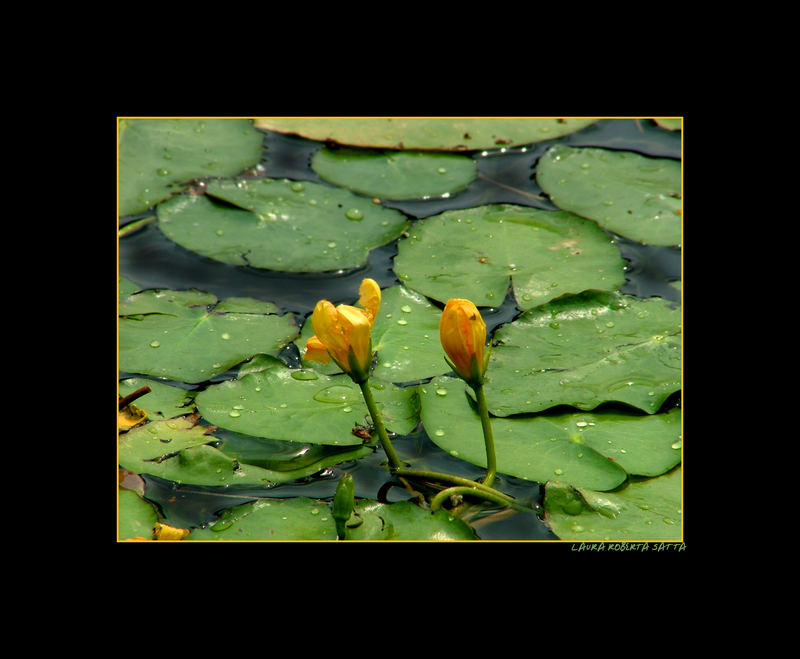 Giallo, verde e acqua