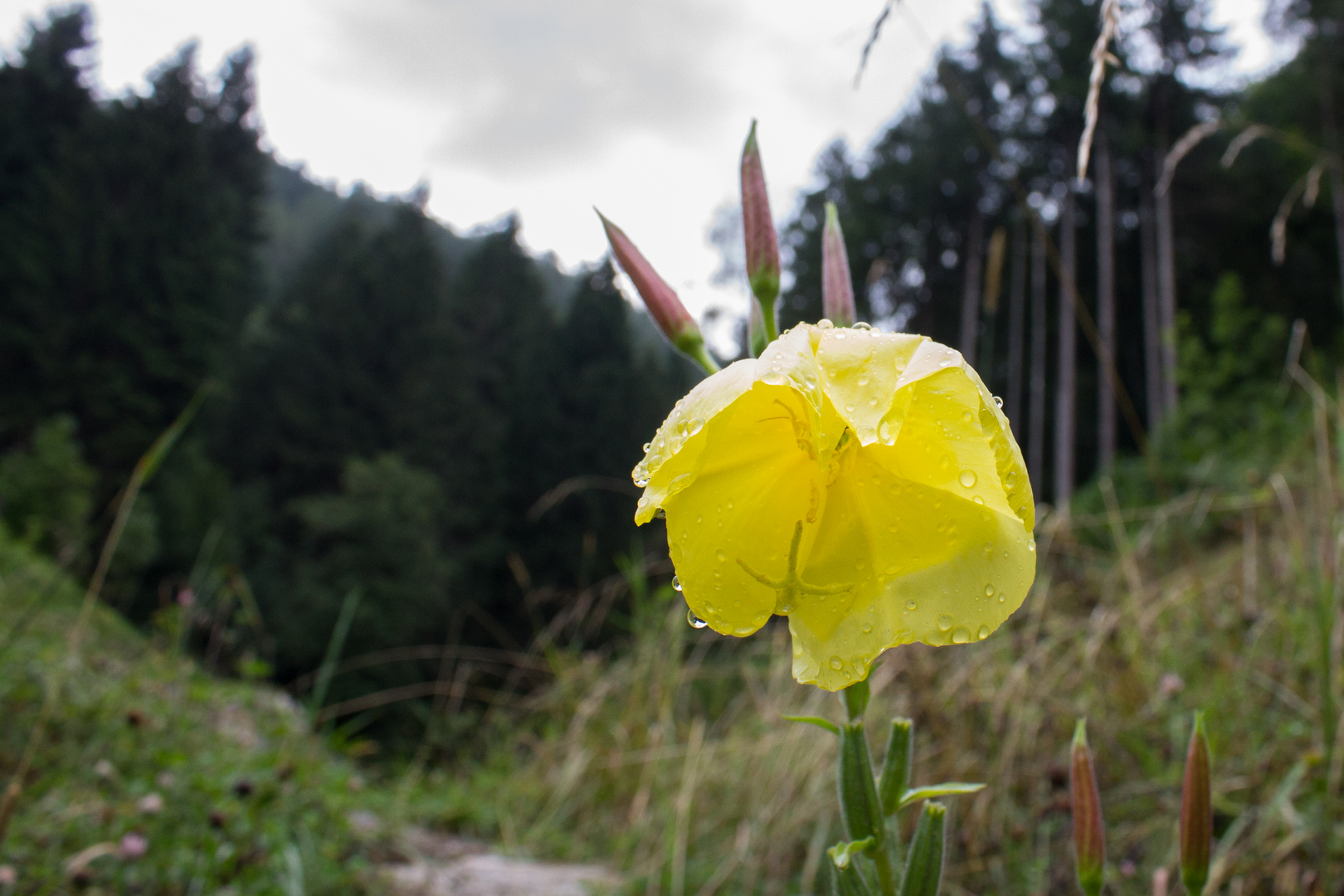 Giallo - Yellow