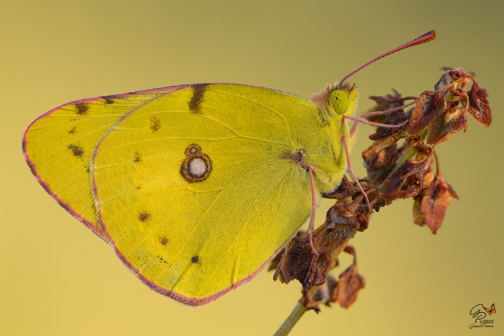 Giallo zafferano