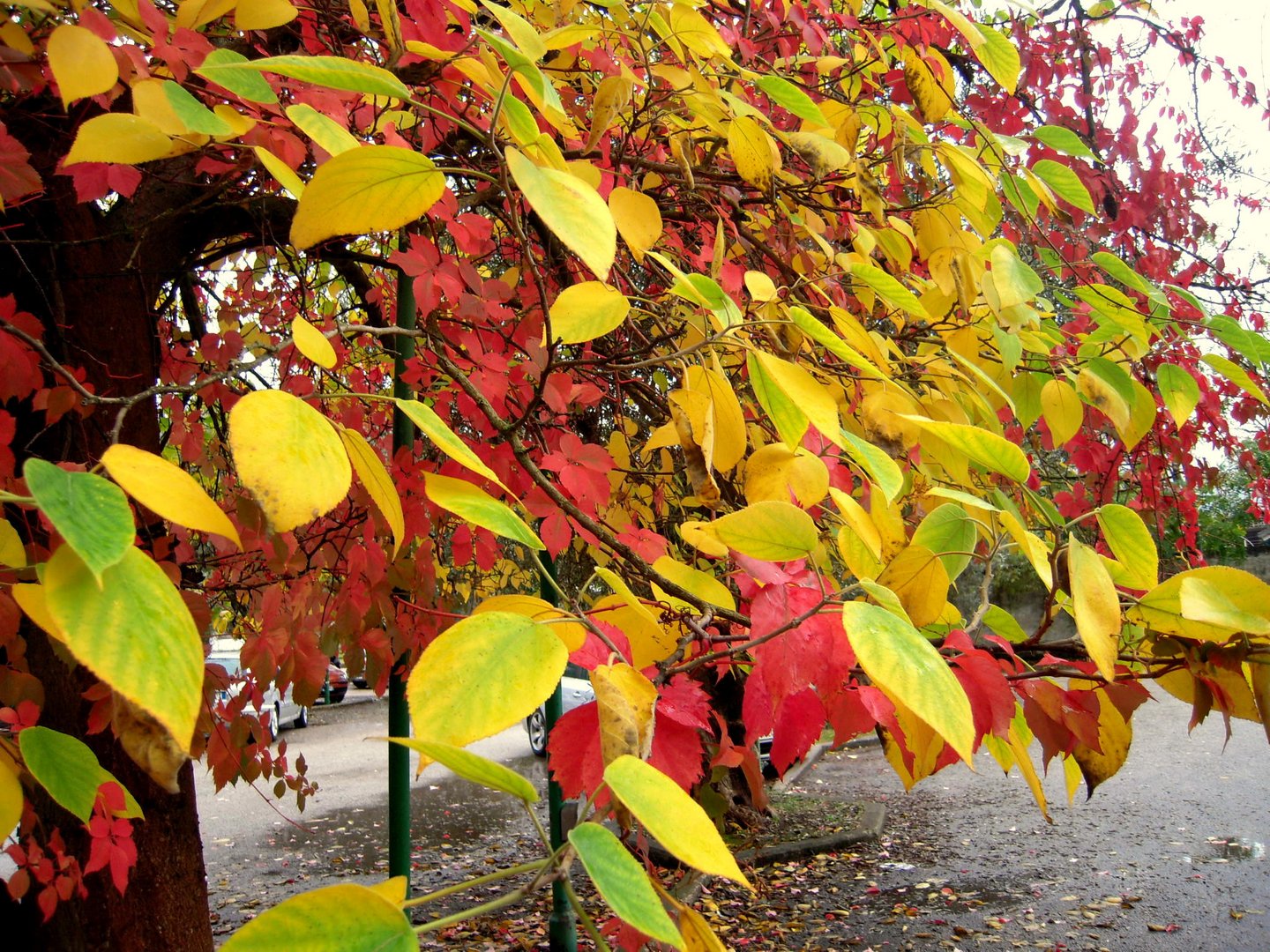 giallo....d'autunno