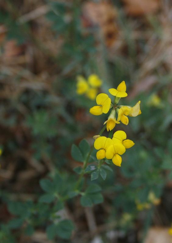 giallo....ginestra