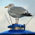 Giant alien seagull on flying saucer (UFO)?