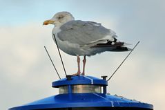 Giant alien seagull on flying saucer (UFO)?