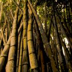 giant bamboo