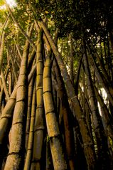 giant bamboo