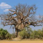 Giant Baobab