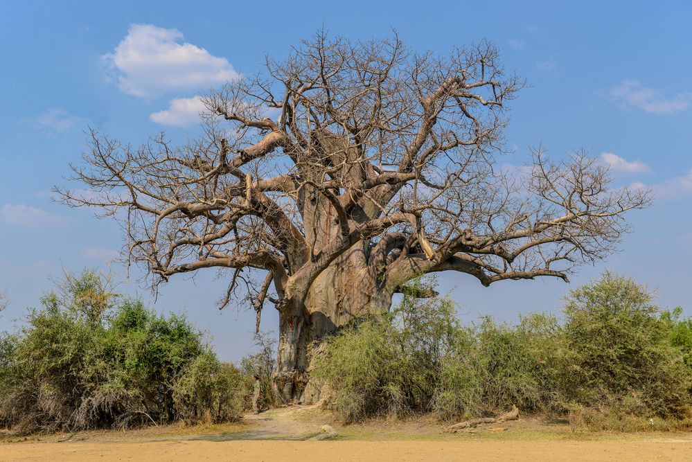 Giant Baobab