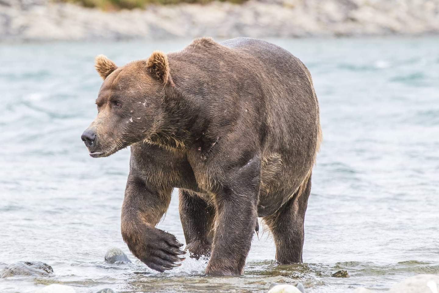 Giant brown bear