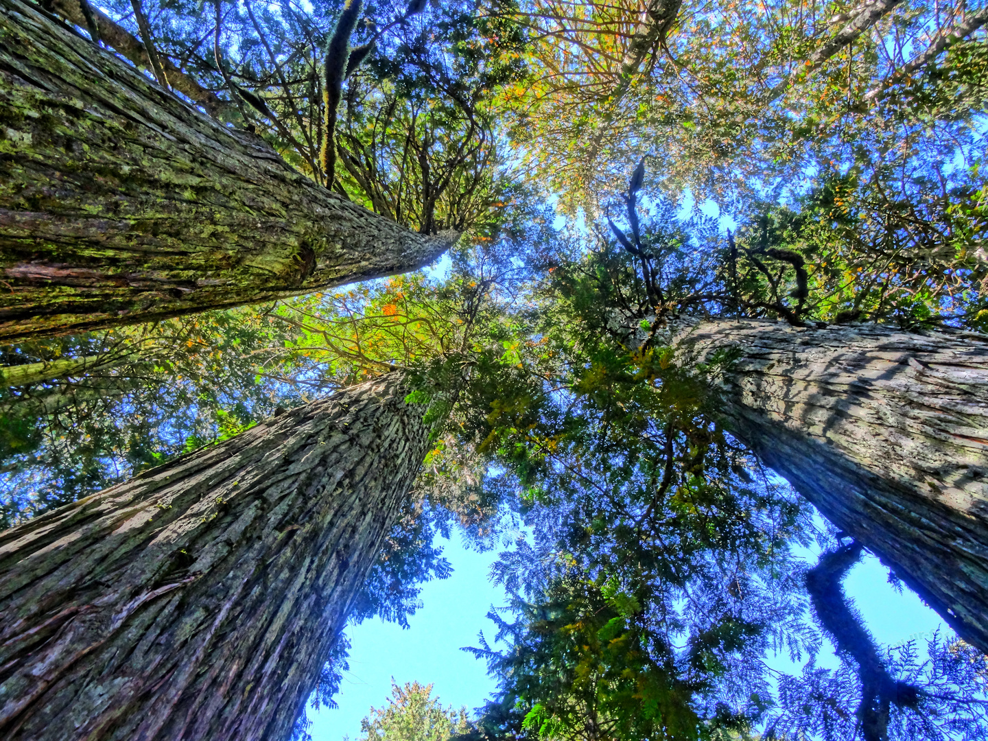 Giant Cedar Boardwalk