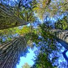 Giant Cedar Boardwalk