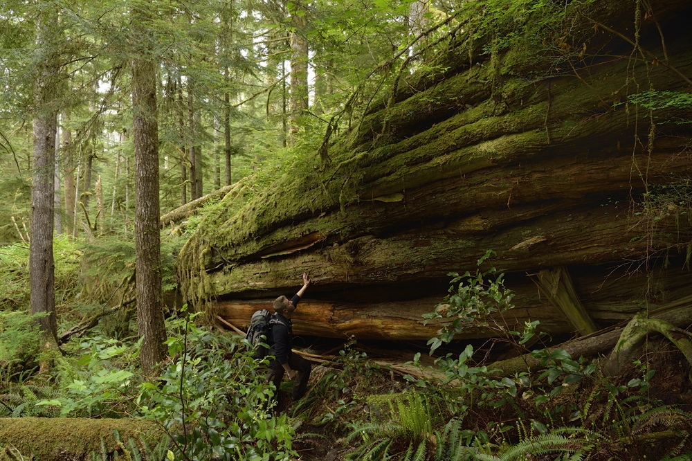 Giant cedar log