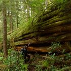 Giant cedar log