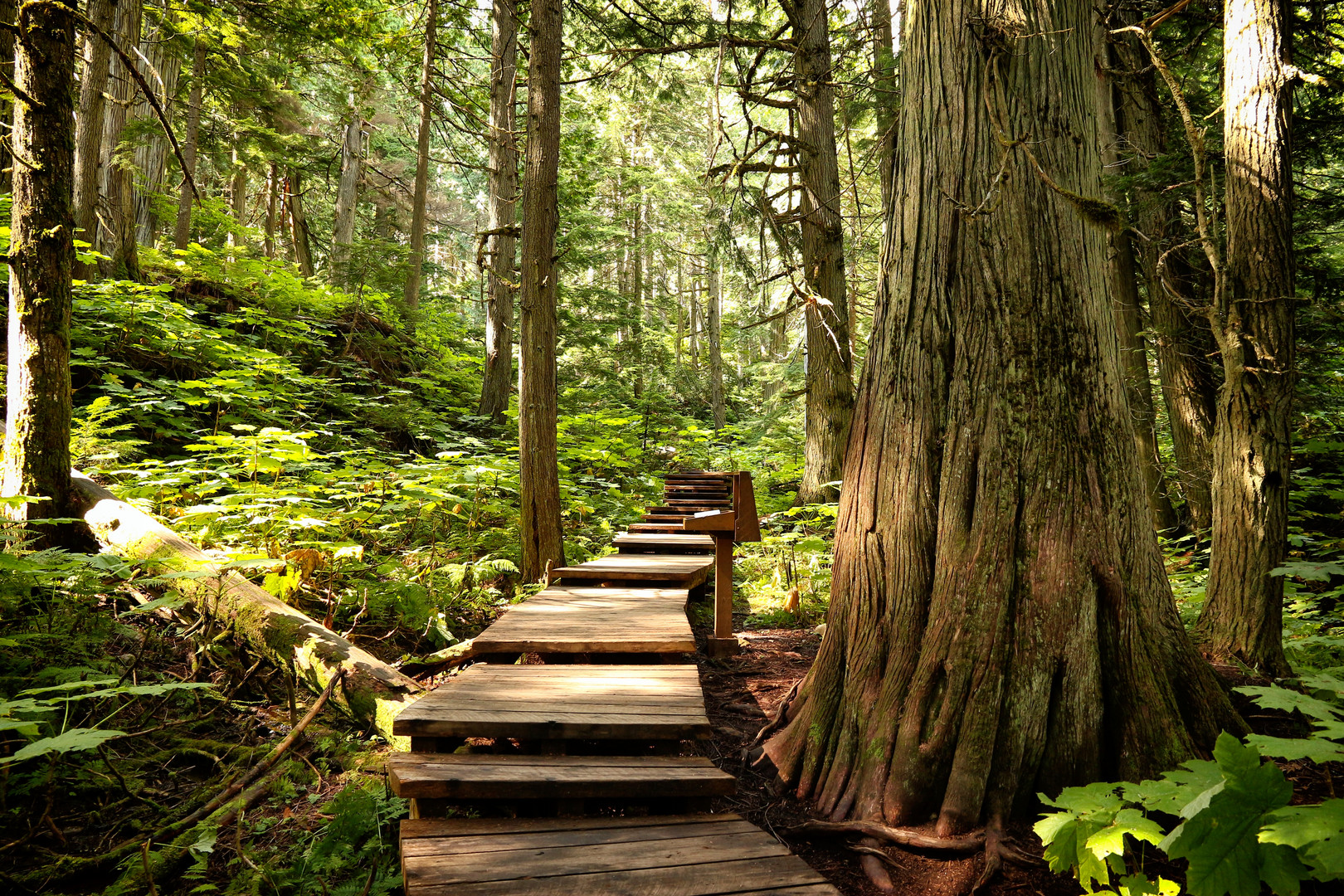 Giant Cedars Boardwalk