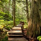 Giant Cedars Boardwalk