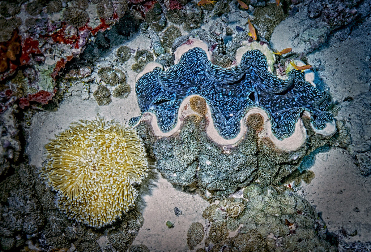 Giant Clam