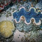 Giant Clam