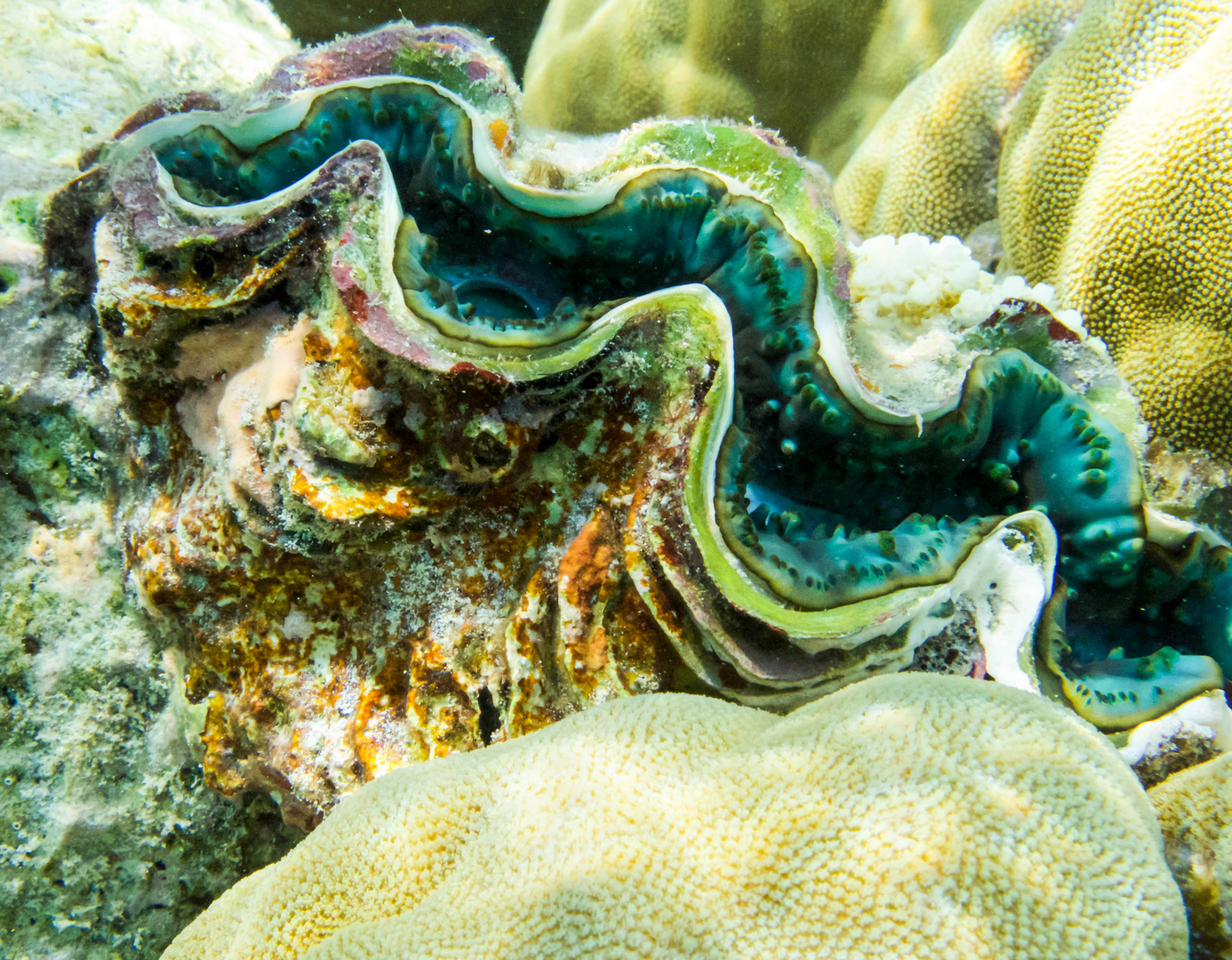 Giant clam