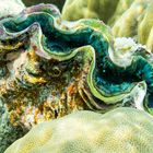 Giant clam