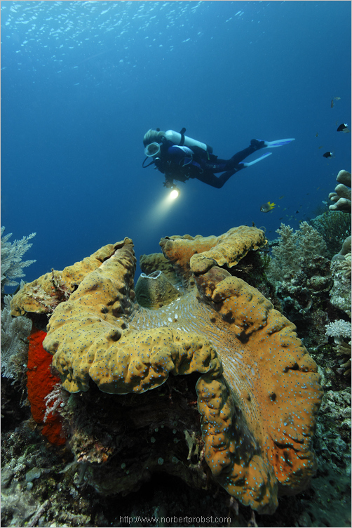 Giant Clam