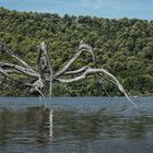 Giant Crouching Spider