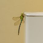giant dragonfly