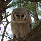 Giant Eagle-Owl