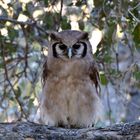 Giant Eagle Owl