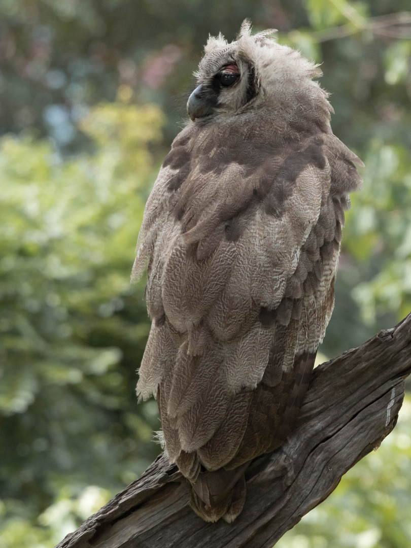 Giant Eagle Owl / Milchuhu