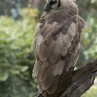 Giant Eagle Owl / Milchuhu