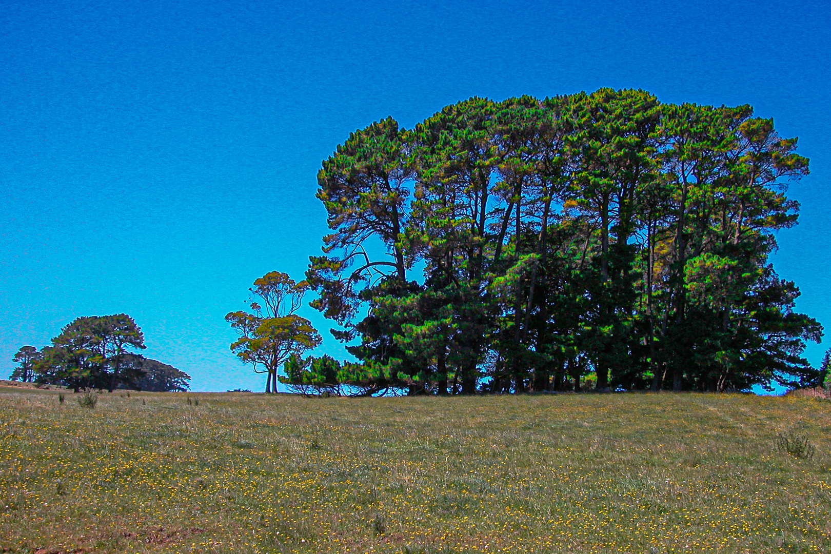 Giant Eucalyptus trees