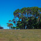 Giant Eucalyptus trees