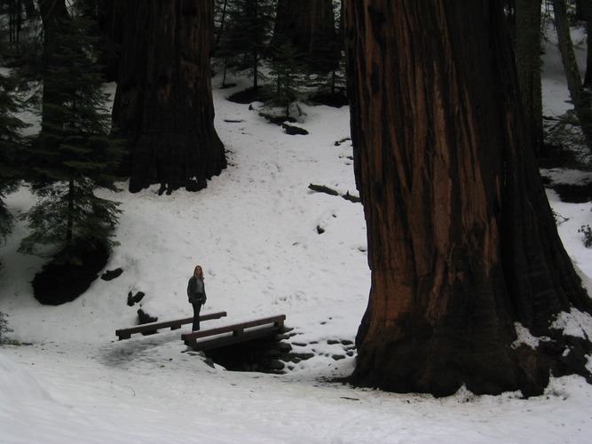 Giant forest