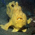 Giant Frogfish