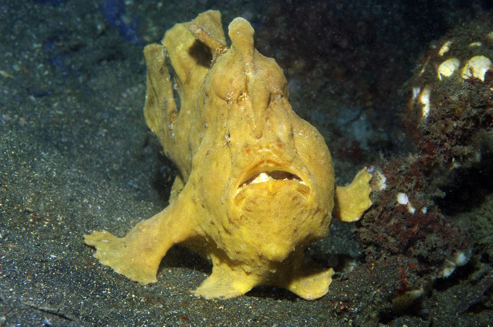 Giant Frogfish